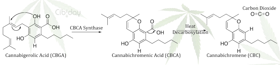 CBCA Synthase